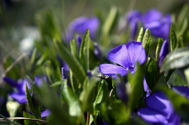 blueht-lila-blau-oder-weiss-das-kleine-immergruen-cc0-pixabay-peggychoucair-191204_download Blüht lila, blau oder weiß: Das Kleine Immergrün.