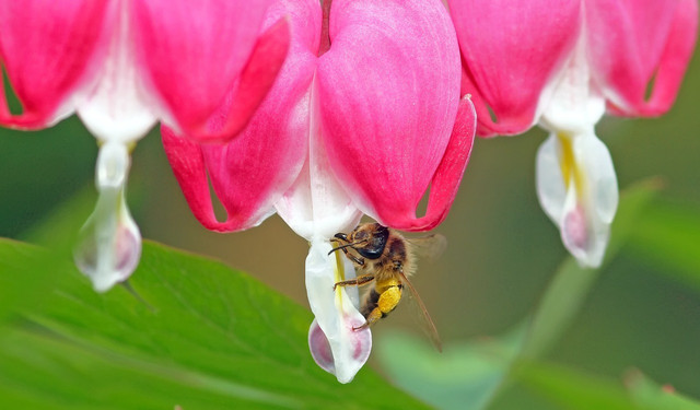 Tränende Herzen werden unter anderem von Bienen angeflogen.