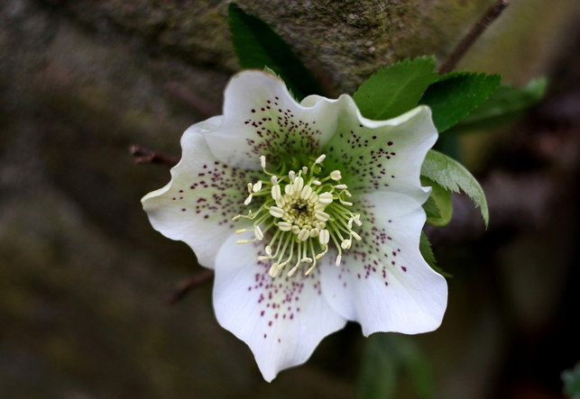 die-christrose-entwickelt-im-dezember-praechtige-we-cc0-pixabay-sonja-kalee-241018_download Die Christrose entwickelt im Dezember prächtige weiße Blüten.