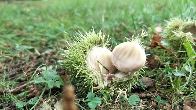 mit-etwas-glueck-findest-du-maronen-im-park-sven-christian-schulz-utopia-170906_download Mit etwas Glück findest du Maronen im Park.