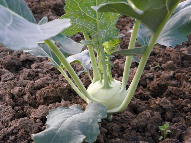 auch-keller-eignen-sich-gut-um-kohlrabi-zu-lagern-cc0-pixabay-holgersfotografie-221024_download Auch Keller eignen sich gut, um Kohlrabi zu lagern.