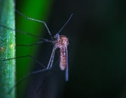 Mücken vertreiben