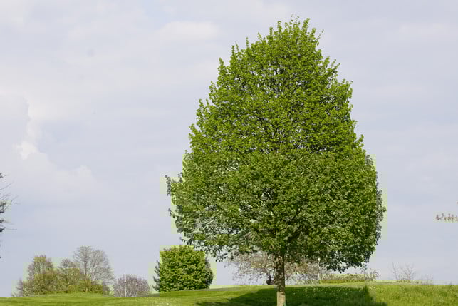 sammle-lindenknospen-nur-von-baeumen-die-nicht-zu-cc0--pixabay--jhenning-250520_download Sammle Lindenknospen nur von Bäumen, die nicht zu nah an einer Straße stehen.