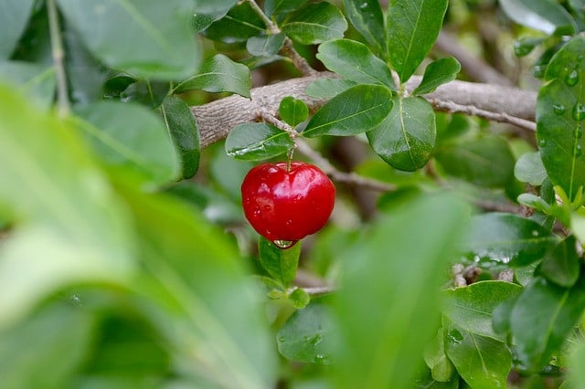 frutas-553145_640 Acerola