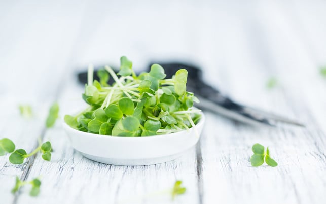 Microgreens Keimlinge Sprossen Zur Ernte schneidet man Microgreens direkt über der Erde ab