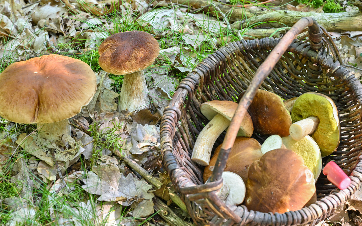 Steinpilze putzen: 3 Tipps fr Pilzesammler:innen - Utopia.de