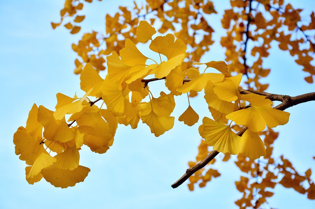 im-herbst-faerben-sich-die-blaetter-des-ginkgo-baums-cc0-pixabay-congerdesign-190918_download Im Herbst färben sich die Blätter des Ginkgo-Baums goldgelb.