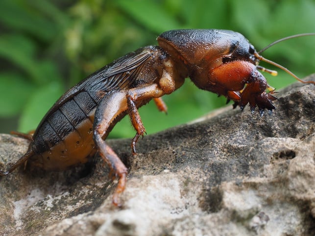 am-besten-erkennst-du-maulwurfsgrille-an-ihren-gro-cc0-pixabay-hans-200115_download Am besten erkennst du die Maulwurfsgrille an ihren großen, schaufelartigen Vorderfüßen.