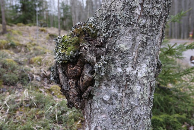 The Chaga mushroom is rich in healing active ingredients.