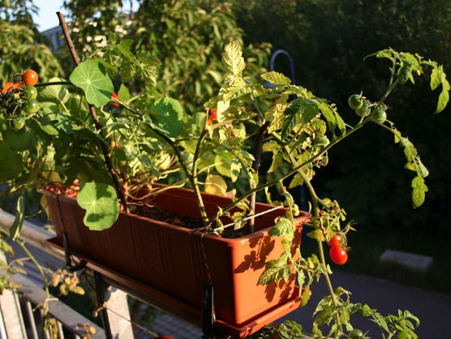Tomaten: wachsen auf fast jedem Balkon_3