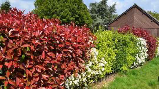 hecke-pflanzen-cc0-pixabay-juliacasado1-180829 hecke pflanzen