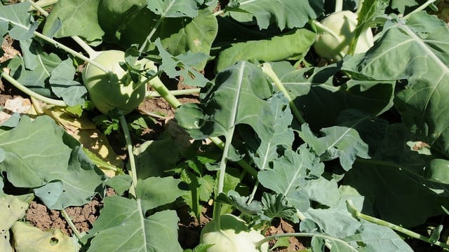 kohlrabiblaetter-cc0-pixabay-structuro-180608 Kohlrabiblätter