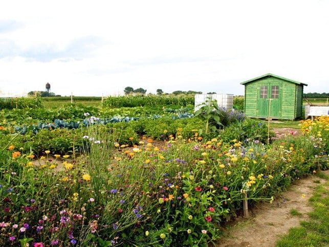 Eigener Gemüsegarten zum Mieten Eigener Gemüsegarten zum Mieten