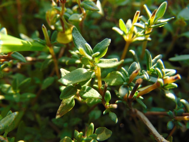 kriechender-thymian-ist-ein-trittfester-bodendecke-cc0--pixabay--winteradrian-250603_download Kriechender Thymian ist ein trittfester Bodendecker.