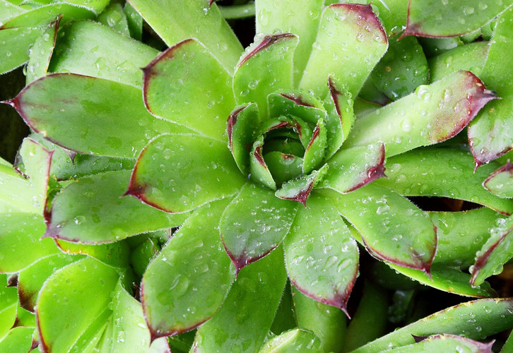 Hauswurz: Sempervivum pflanzen und verwenden - Utopia.de