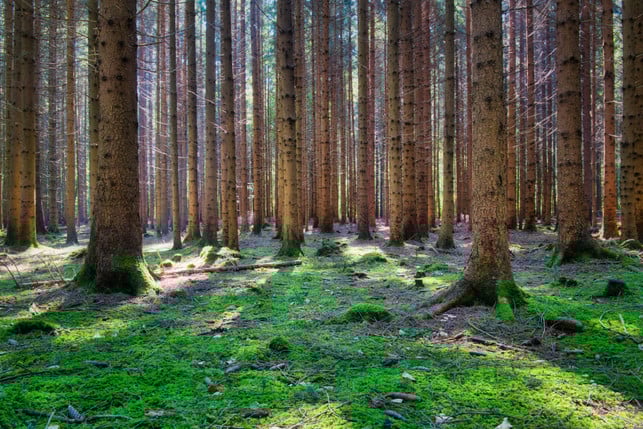 besonders-in-fichtenwaeldern-kannst-du-steinpilze-f-cc0--pixabay--antranias-251020_download Besonders in Fichtenwäldern kannst du Steinpilze finden.