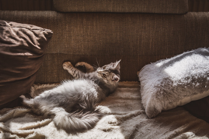 Katzenurin entfernen: Hausmittel gegen Geruch und Flecken - Utopia.de