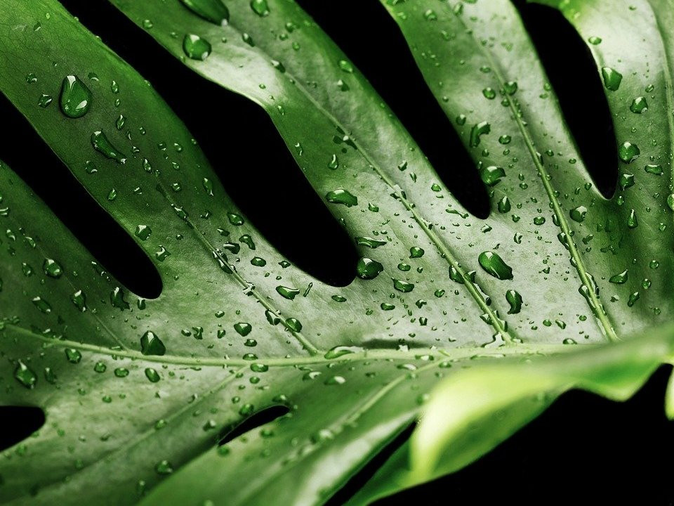 Ableger von Monstera: So vermehrst du die Zimmerpflanze - Utopia.de