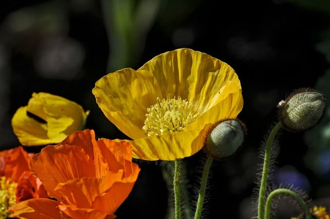 gelber-mohn-ist-eine-sehr-pflegeleichte-blume-cc0-pixabay-walter46-210418_download Gelber Mohn ist eine sehr pflegeleichte Blume.