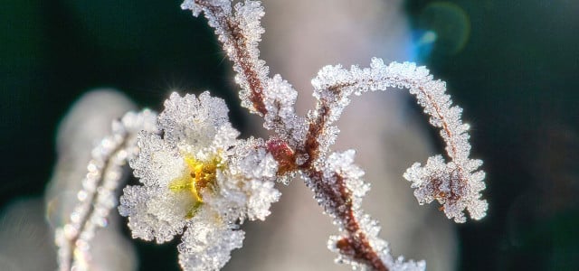 Wie kann man Pflanzen nach Frostschäden retten?