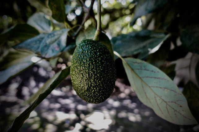 beim-kauf-von-avocados-solltest-du-auf-bio-zertifi-cc0-pixabay-yiyiphotos-191023_download Beim Kauf von Avocados solltest du auf Bio-Zertifizierung und Herkunftsland achten.