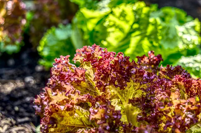 pfluecksalat-erntest-du-am-besten-vormittags-cc0--pixabay--distelapparath-250605_download Pflücksalat erntest du am besten vormittags.