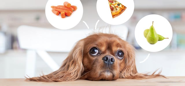 Reste vom Familientisch: Was dürfen Hunde fressen?