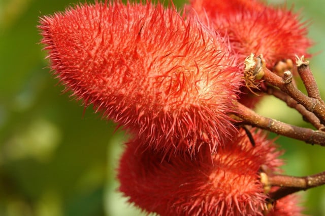 Achiote-Samen sorgen für leuchtende Farben.