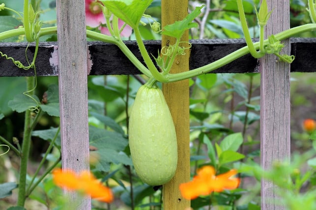 zucchini-gedeiht-gut-in-mischkultur-cc0-pixabay-zoosnow-180831_download Zucchini-Pflanzen gedeihen gut in Mischkultur, zum Beispiel mit Kapuzinerkresse.