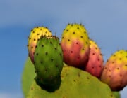 kaktusfeigenkernöl