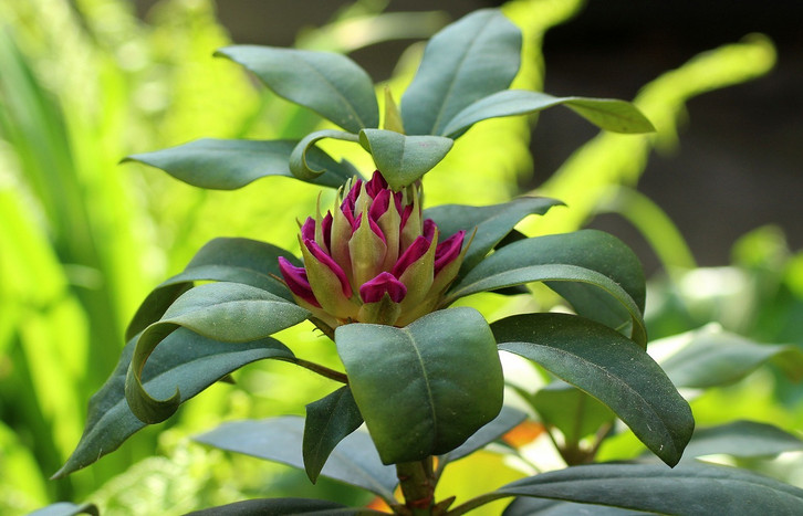 Rhododendron schneiden: So gelingt der richtige Schnitt - Utopia.de