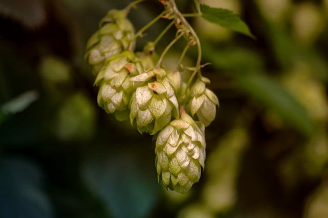 hopfen-ist-eine-wichtige-nahrungsquelle-fuer-die-ra-cc0-pixabay-klickblick-191024_download Hopfen ist eine wichtige Nahrungsquelle für die Raupen des Tagpfauenauges.