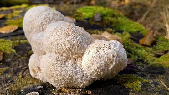 Speisepilz-dpa-dgfm-detlef-schoenfeld-061025-1920x1209 Igelstachelbart