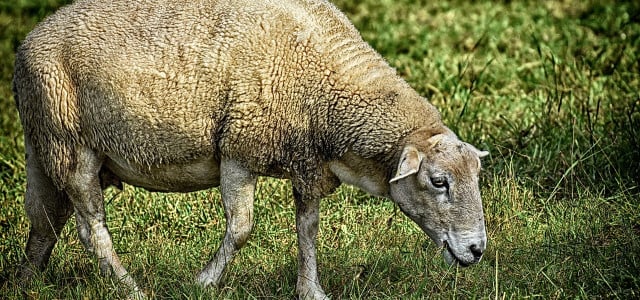 vitamin d sheep wool