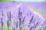 Lavender is an undemanding plant.