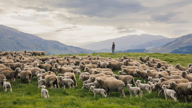 Devold achtet auf garantiertes Tierwohl über feste Verträge mit Partnerfarmen Devold achtet auf garantiertes Tierwohl über feste Verträge mit Partnerfarmen
