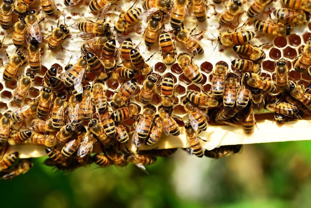 robinien-sind-bei-bienen-beliebt-cc0-pixabay-pollydot-200713_download Robinien sind bei Bienen beliebt.