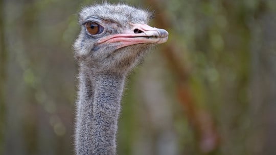 ostrich-effekt-cc0--pixabay--4379051-251021 ostrich effekt