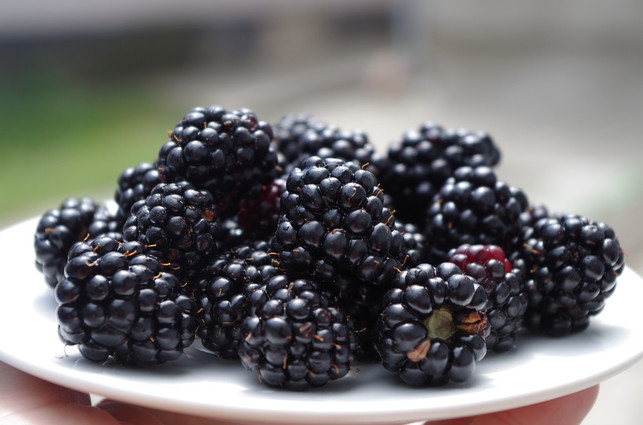 Brombeeren pflanzen Tipps zu Standort, Pflege und Ernte Utopia.de