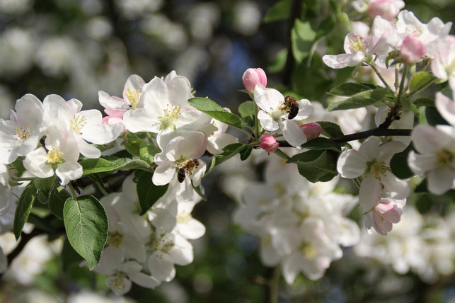 eine-weitere-bienenfreundliche-pflanze-ist-der-apf-cc0-pixabay-magura727-210420_download Eine weitere bienenfreundliche Pflanze ist der Apfelbaum.