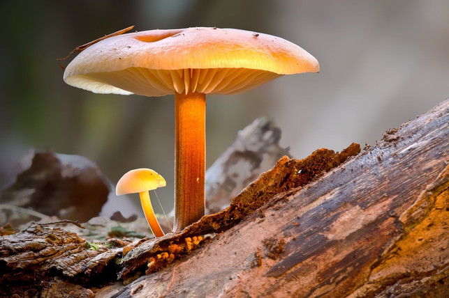 der-samtfussruebling-ist-ein-winterpilz-den-du-von-cc0-pixabay-adege-230111_download Der Samtfußrübling ist ein Winterpilz, den du von November bis März finden kannst.