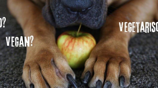 Tierfutter: Hundefutter und Katzenfutter bio, vegetarisch oder vegan. Tierfutter: Hundefutter und Katzenfutter bio, vegetarisch oder vegan.