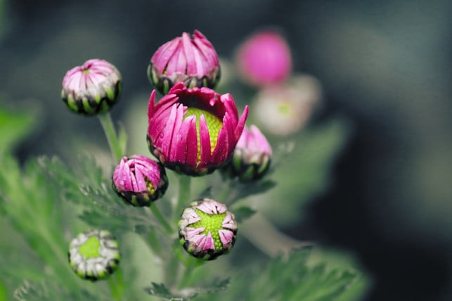 mit-der-richtigen-pflege-bilden-chrysanthemen-viel-cc0-pixabay-manfredrichter-200210_download Mit der richtigen Pflege bilden Chrysanthemen viele Blüten aus.