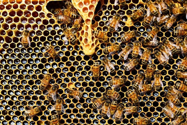 ein-bienenvolk-ist-eine-art-superorganismus-mit-ei-cc0-pixabay-pollydot-210409_download Ein Bienenvolk ist eine Art Superorganismus mit einer konstanten Temperatur,