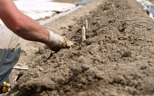 spargel-stechen-w-lucky-dragon-220414-1280x800 Spargel stechen