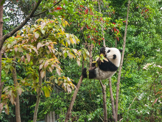 der-lebensraum-der-pandas-koennte-auch-von-der-neue-cc0pixabaystocksnap-210327_download Der Lebensraum der Pandas könnte auch von der Neuen Seidenstraße bedroht sein.
