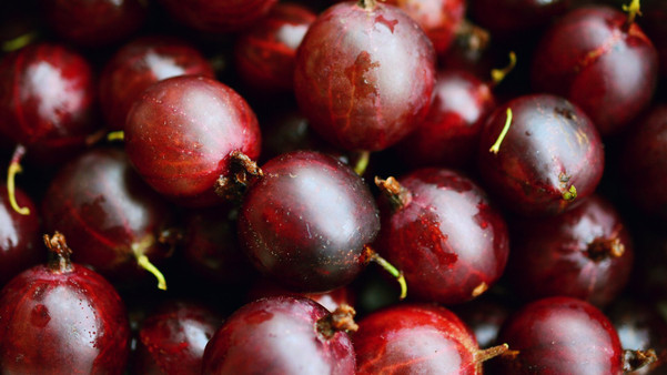 welchen dünger für feigenbaum Feigenbaum Dünger Pulver von Flora Boost für gesunde Feigensträucher
