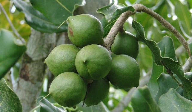 fuer-macadamiaoel-muessen-die-reifen-nuesse-zuerst-tro-cc0-pixabay-revistaadelasa-190815_download Für Macadamiaöl müssen die reifen Nüsse zuerst trocknen.