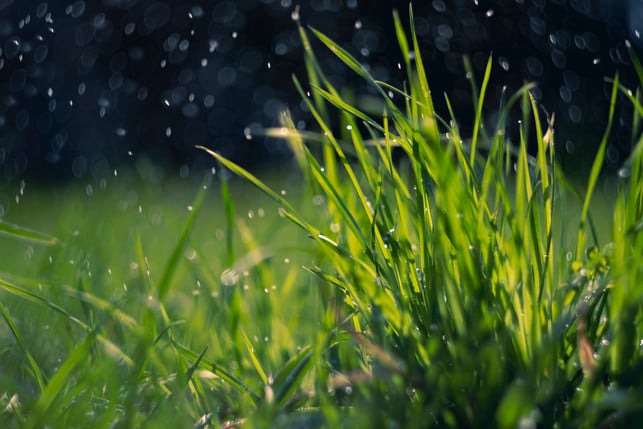 regen-weicht-gras-und-boden-auf-nassen-rasen-zu-m-cc0--pixabay---meco--250806_download Regen weicht Gras und Boden auf. Nassen Rasen zu mähen, ist daher nicht die beste Idee.