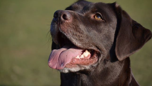 obst-und-gemuese-fuer-hunde-cc0-pixabay-danielle828-191103 Obst und Gemüse für Hunde
